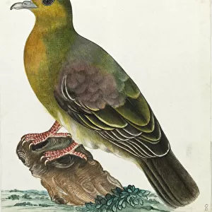 Wedge-tailed green pigeon, Treron sphenurus