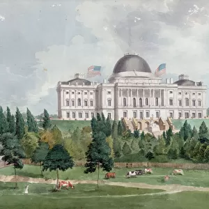 West front of the United States Capitol with cows in the for