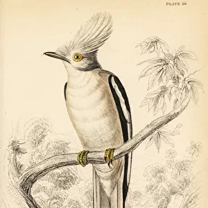 White-crested helmetshrike, Prionops plumatus