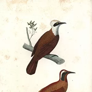 White-crested laughingthrush and Malaysian rail-babbler