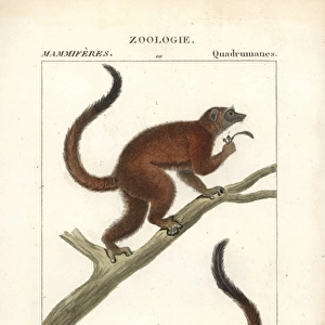 White-headed lemur, Eulemur albifrons, male