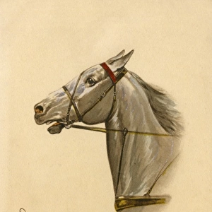 White horse - tack