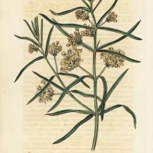 Whorled milkweed or whorl-leaved swallow-wort