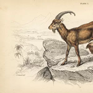 Wild goat, Capra aegagrus, male