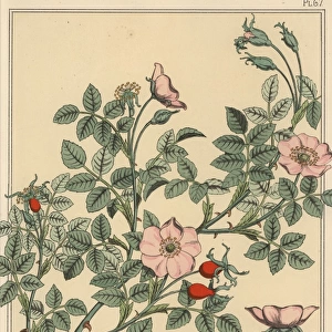 Wild rose botanical study