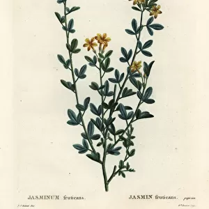Wild or yellow Jasmine, Jasminum fruticans
