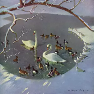 Ducks Collection: Lake Duck