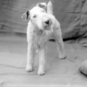 Early 1930s Wire-Haired Fox Terrier Print Early 1930s Wire-Haired Fox Terrier Print
