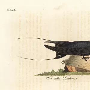 Wire-tailed swallow, Hirundo smithii