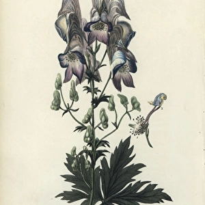 Wolfs bane, Aconitum variegatum