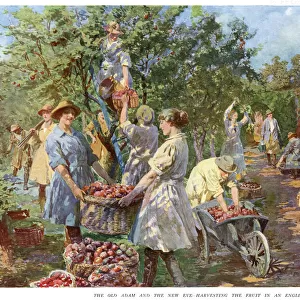 Woman harvesting apples as old man watches 1918