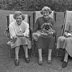 Three women in deckchairs with a dog