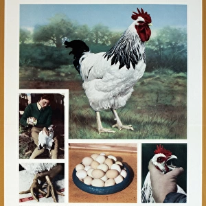 WW2 poster, Healthy stock will breed good laying hens