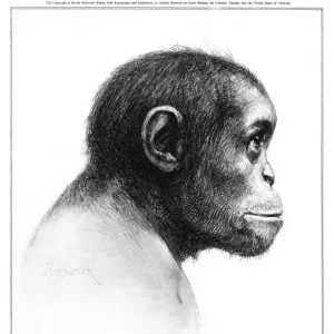 Young Australopithecus africanus Reconstruction Print, 1925 Young Australopithecus africanus Reconstruction Print, 1925