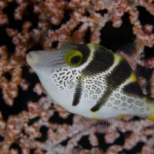 S Framed Print Collection: Sharpnose Puffer