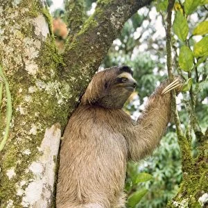 3 Toed Sloth Costa Rica