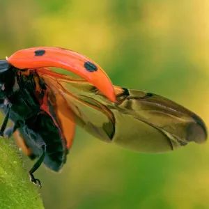 7-Spot Ladybird - On flower with open wings