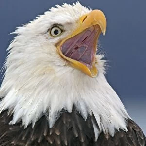 Adult Bald Eagle - close-up of head, beak open Homer Alaska
