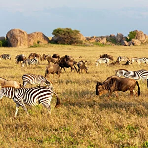 Africa, Tanzania, The Serengeti. Herd animals graze together on the plains with kopjes in the distance. Date: 07-02-2009