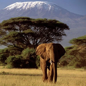 AHMED: The Elephant with Many Bodyguards – Msingi Afrika Magazine
