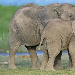 African Elephant - calves playing Amboseli National Park, Kenya