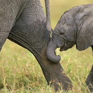 African Elephant. Cow with young calf. Calf following mom--staying in contact. Masai Mara National Reserve, Kenya, Africa. 3ME17