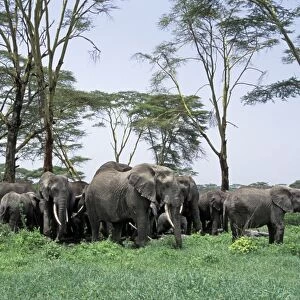 African Elephant - herd feeding below a grove of yellow fever acacia trees - Ngorongoro Conservation Area - Tanzania