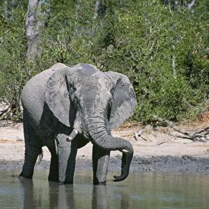 African Elephant - resting trunk on tusk Chobe National Park, Botswana, Africa
