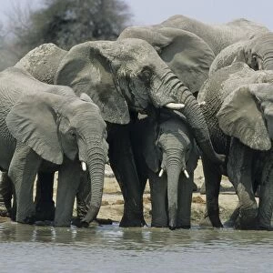 African Elephants - Drinking at waterhole Etosha National Park, Namibia, Africa MA001157