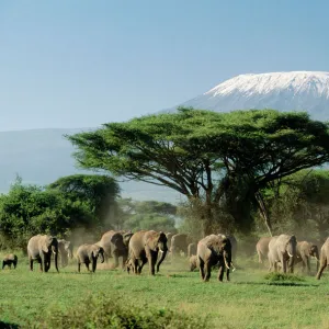 African Elephants - With Mount Kilimanjaro in background Amboseli National Park, Kenya, Africa