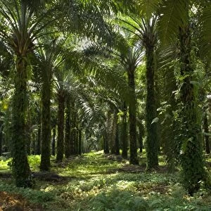 African oil palm plantation - industrially used palm oil plantation in a remote area in Sumatra - near Bohorok, Sumatra, Indonesia