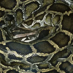 African Rock Python - Coiled Print African Rock Python - Coiled Print