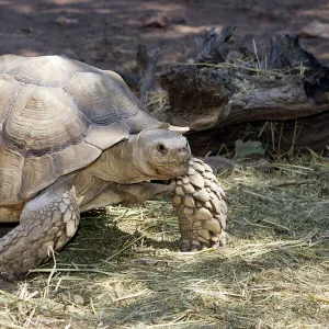 African Spurred Tortoise