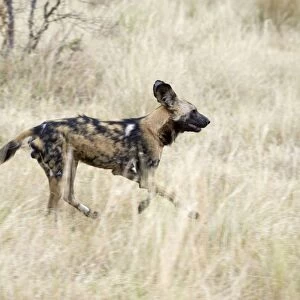 African Wild Dog - Northern Botswana