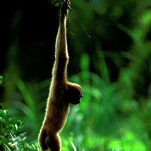 Agile Gibbon - Hanging from branches -Sabah - Borneo, Malaysia JPF52709