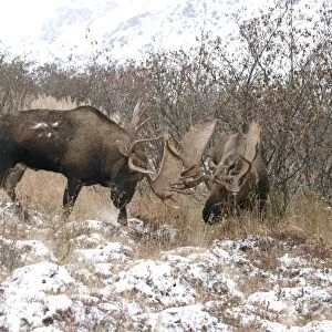Alaksan Moose - two bulls fighting - Alaska - USA