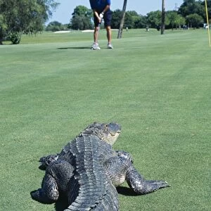 American Alligator - shows humans encroaching on habitat of Alligator. Florida