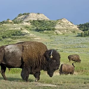 American Bison - bull - Northern Great Plains - Theodore Roosevlet National Park - North Dakota - USA _E7B2817