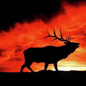 American Wapiti / Elk - Bugling at sunset