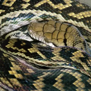 Amethyst Python Print, Close-up of Head Amethyst Python Print, Close-up of Head