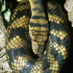 Amethyst Python Print - Coiled New Guinea Species Amethyst Python Print - Coiled New Guinea Species