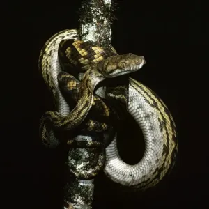 Amethyst Python Print - Coiled Branch, North Queensland Amethyst Python Print - Coiled Branch, North Queensland