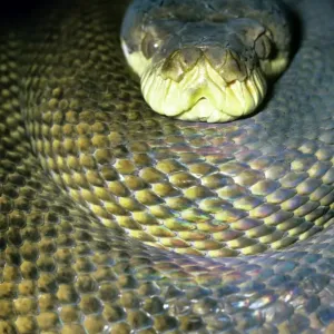 Amethyst Python Print - Head in Coils, Australia Amethyst Python Print - Head in Coils, Australia