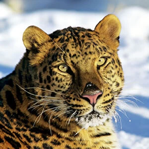 Amur / Korean Leopard Endangered Species. Winter. 4MR1701