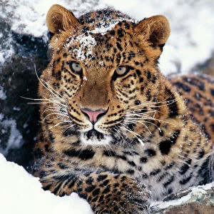 Big Cats Fine Art Print Collection: Snow Leopard