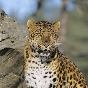 Amur Leopard / Korean Leopard - endangered species 4MR1438