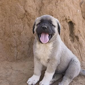Anatolian Shepherd Dog - puppy with mouth open (Cheetah conservationists currently use anatolian shepherds as a cheetah deterrant for livestock protection) - Cheetah Conservation Fund - Namibia