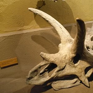 Anchiceratops ornatus Dinosaur Fossil - late cretaceous Royal Tyrrell Museum Alberta Canada
