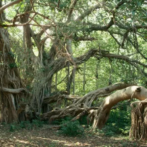 Ancient Banyan Tree - 2nd oldest tree in India. India