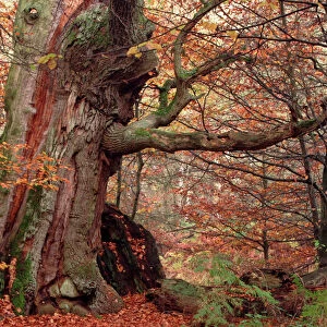 Ancient Oak Tree - Autumn colour in old forest of Sababurg, october. North Hessen, Germany